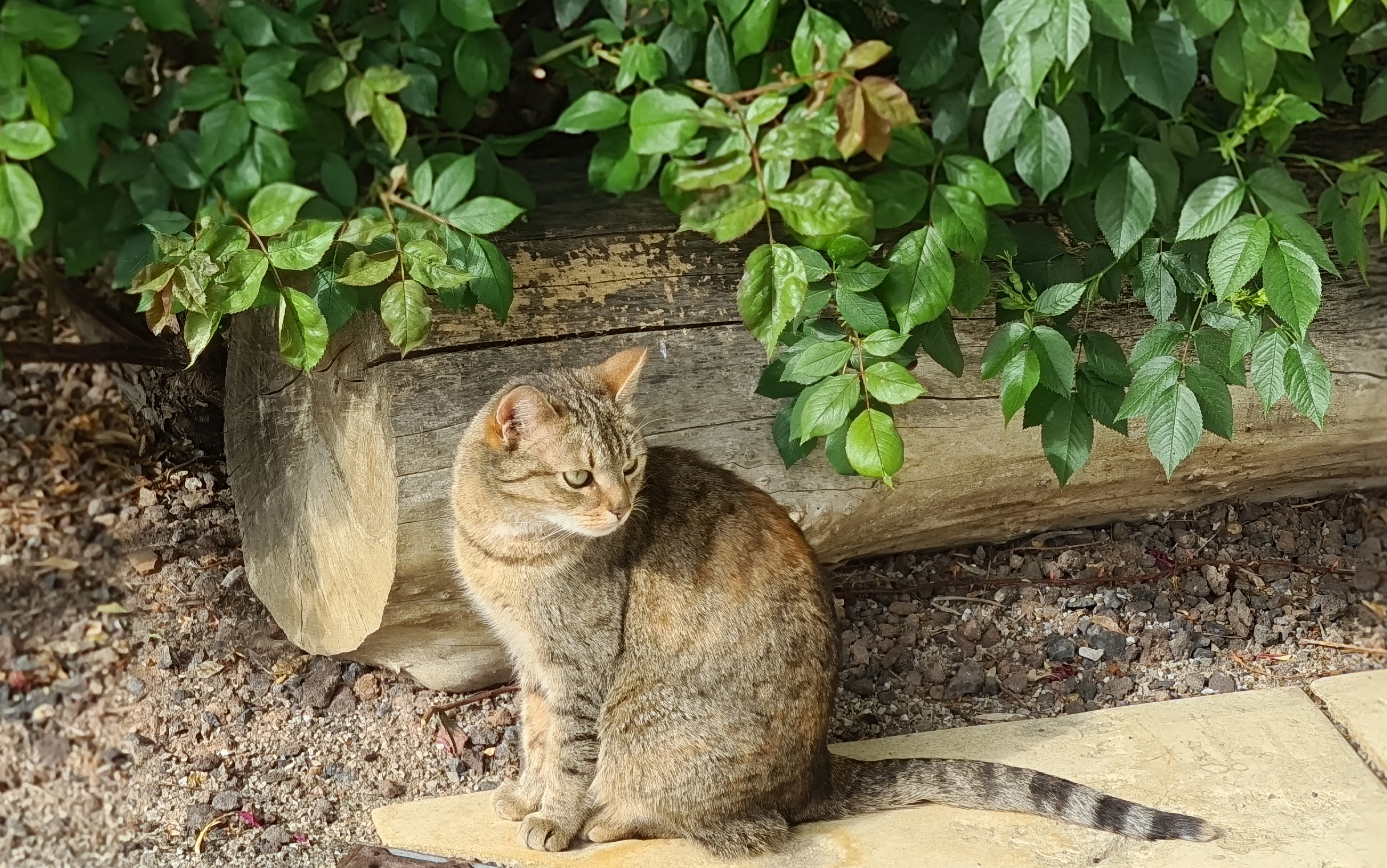 Katze
