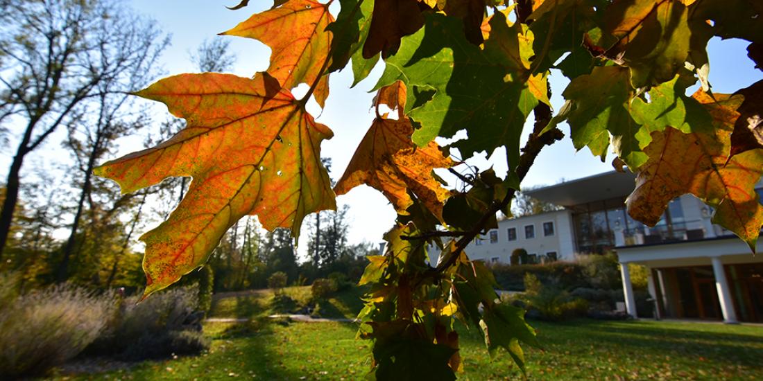 Herbstlaub