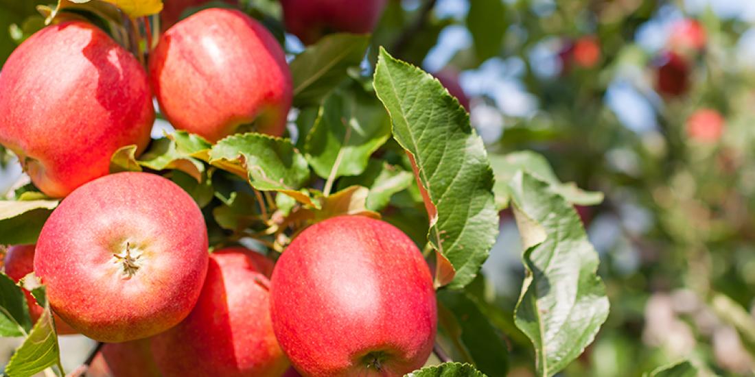 Aroma im Oktober