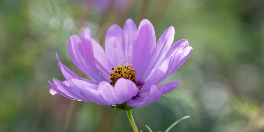 Blüte