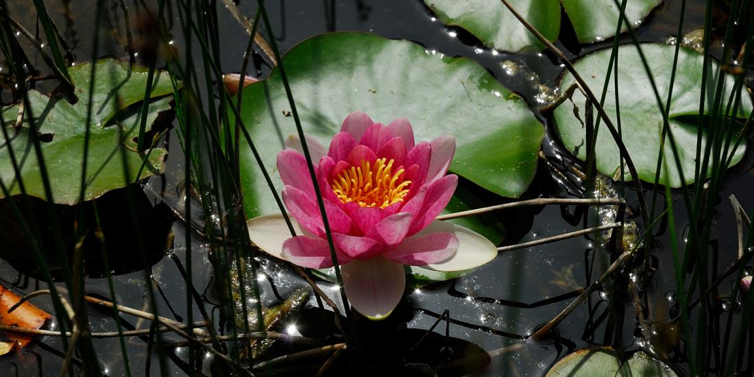Seerose