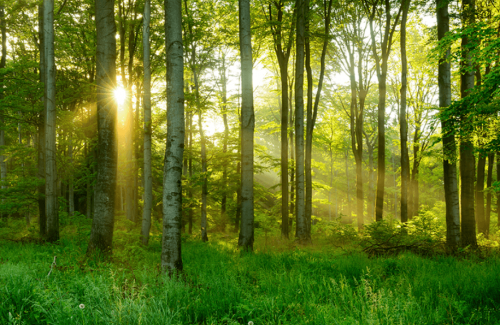 Forest